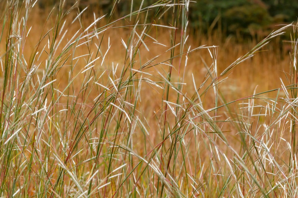 andropogon_ternarius_2
